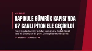 Kapıkule Gümrük Kapısı’nda 67 Canlı Piton Ele Geçirildi