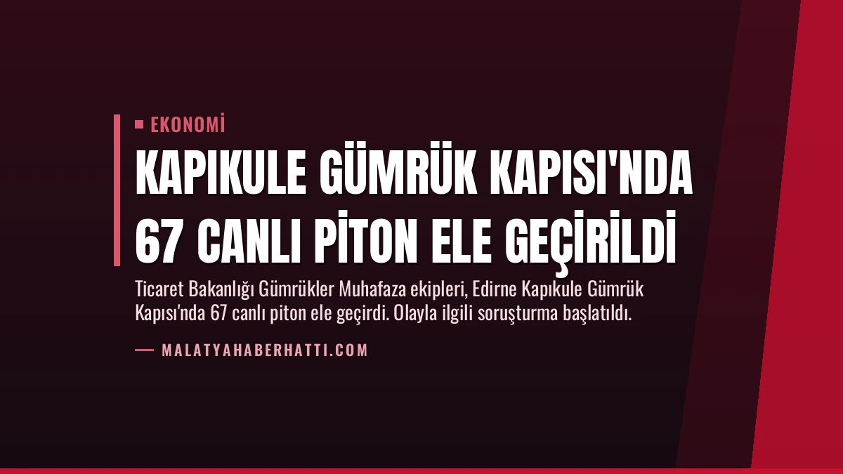 Kapıkule Gümrük Kapısı’nda 67 Canlı Piton Ele Geçirildi